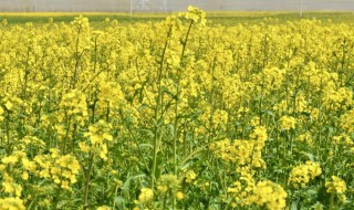 油菜花什么时候种 油菜花什么时候种什么时候开花