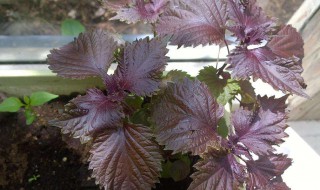 紫苏盆栽种植注意事项 盆栽紫苏的种植方法