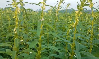 芝麻什么时候种（江苏地区芝麻什么时候种）