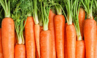 胡萝卜什么时候种最好 胡萝卜几时下种最好?