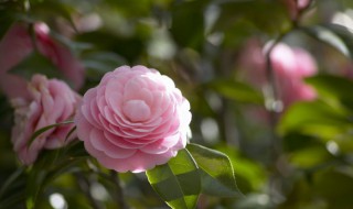 茶花什么时候种最好 茶花什么季节栽种好