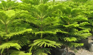 扇子树苗室内栽种注意事项 扇子树的养殖方法和注意事项