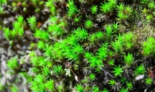 常见的苔藓植物有哪些 最常见的苔藓植物有哪些