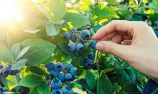 引种蓝莓栽种注意几个问题 蓝莓种植