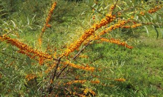 沙棘树苗怎么栽培（沙棘苗种植技术）