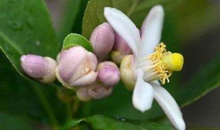 柠檬花适合室内吗（柠檬在室内需要对花吗）