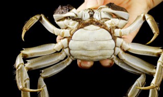 河蟹煮多长时间最合适 河蟹煮多长时间最合适扎完新冠能吃河蟹吗