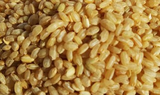 糙米的存放方法（糙米常温下可以放多久）