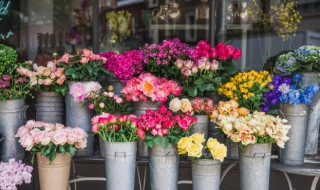 北方室内四季常开的花（北方室内四季开花花卉）