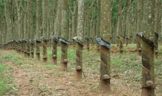 橡胶树栽培种植方法（橡胶树栽培技术）