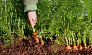 如何种植小红萝卜什么时候种 小红萝卜怎样种植