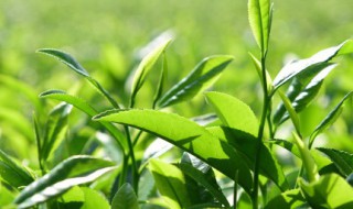 茶树什么时候种植 茶树什么时候种植比较好?为什么?
