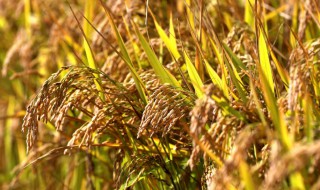 宁夏什么时候开始种植水稻的（宁夏种水稻时间）