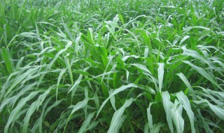 玉米草什么时候种植 玉米草每年都要种吗?