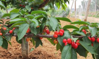 什么时候种植车厘子苗（车厘子树苗什么时候移栽最好）