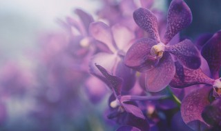 紫砂兰花的养殖方法和注意事项 紫砂兰花的养殖方法和注意事项视频