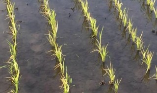 稻子的栽培方法（稻子种植技术）