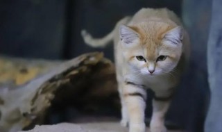沙丘猫为什么不适合养 沙丘猫可以家养吗
