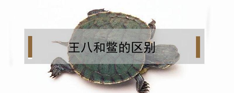 王八和鳖的区别