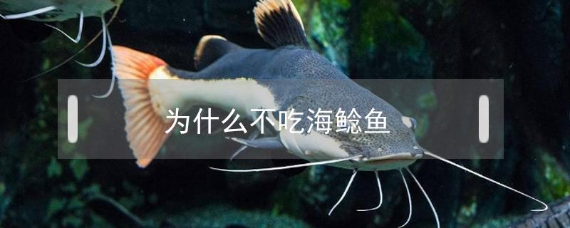 为什么不吃海鲶鱼（海鲶鱼为什么不能吃）