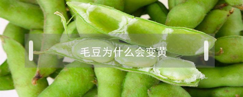 毛豆为什么会变黄（毛豆会变黄吗）