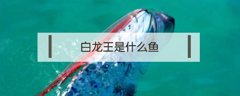 白龙王是什么鱼 白龙王鱼图片