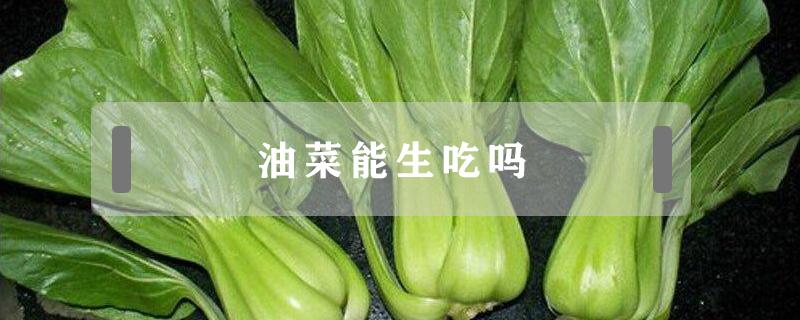 油菜能生吃吗 油菜可以直接生吃吗