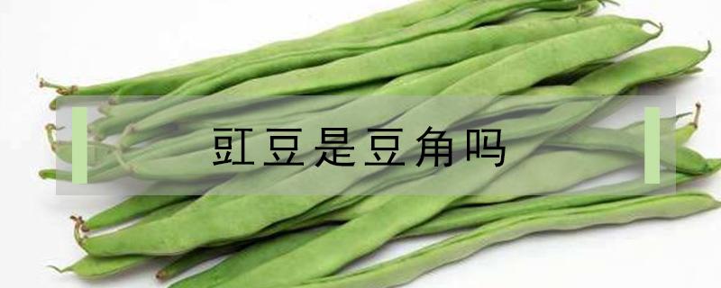 豇豆是豆角吗（豇豆是豆角吗?）