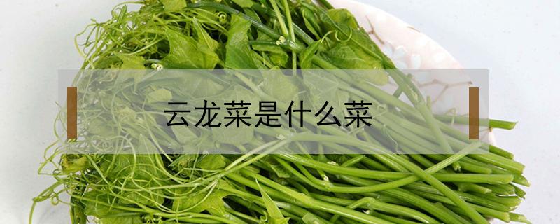 云龙菜是什么菜 云龙菜是什么菜图片