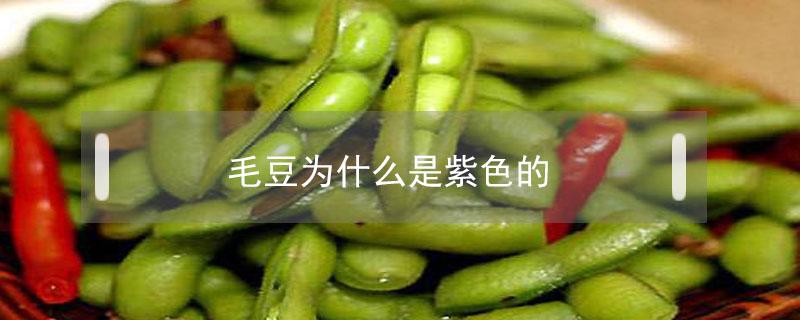 毛豆为什么是紫色的（毛豆有紫色的吗）