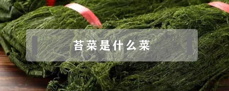 苔菜是什么菜