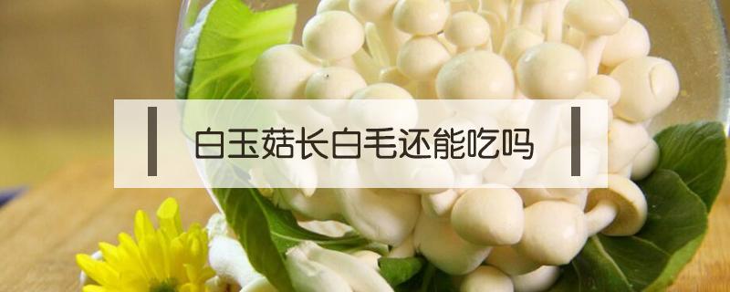 白玉菇长白毛还能吃吗（白玉菇长了白毛毛还能吃吗）