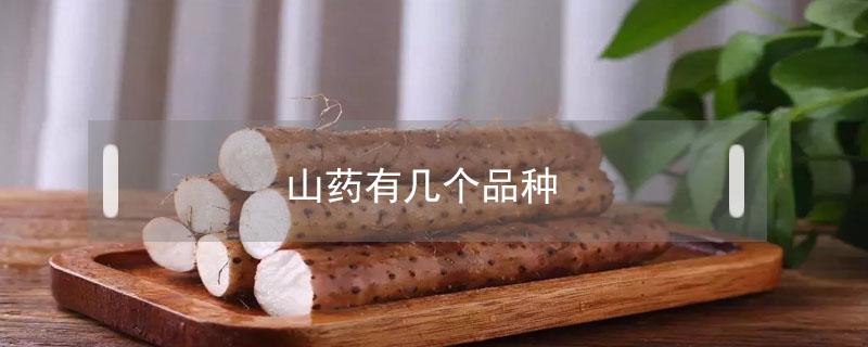 山药有几个品种（山药有几个品种哪种好）