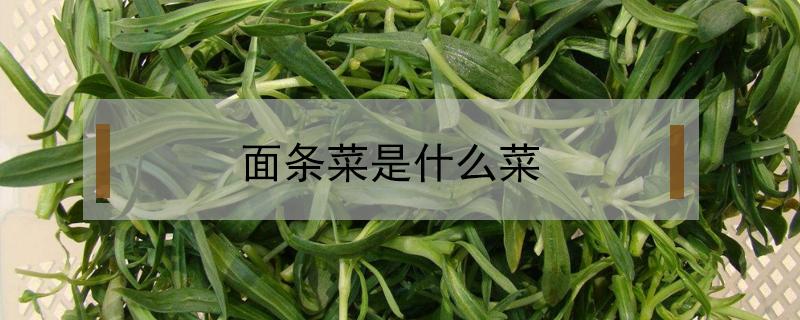 面条菜是什么菜（面条菜是什么菜图片大全）