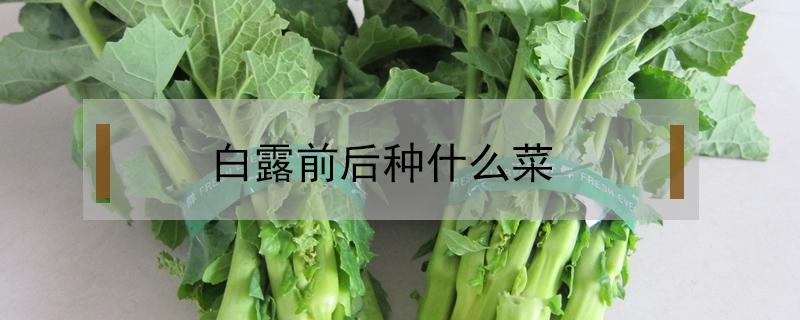 白露前后种什么菜（白露时候种什么菜）