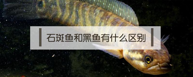 石斑鱼和黑鱼有什么区别 黑斑鱼和石斑鱼