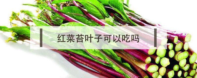 红菜苔叶子可以吃吗 菜苔叶子能吃吗