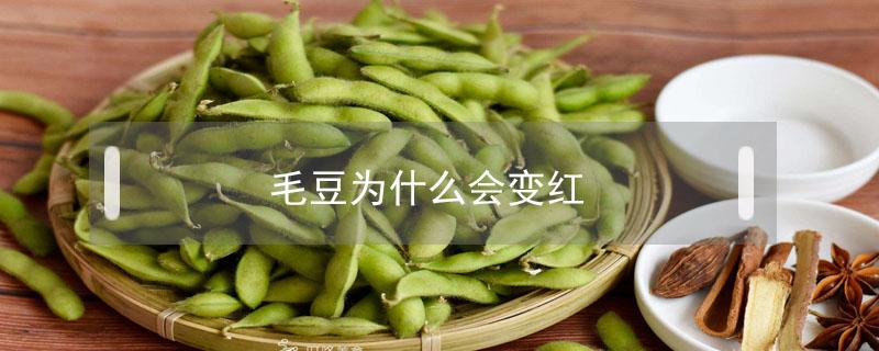 毛豆为什么会变红（毛豆变红是怎么回事）