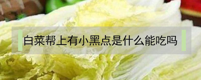 白菜帮上有小黑点是什么能吃吗（白菜帮上有小黑点是什么能吃吗有毒吗）