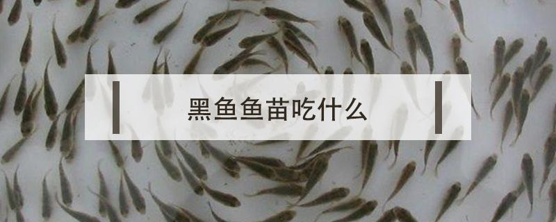 黑鱼鱼苗吃什么（小黑鱼苗吃什么食物）