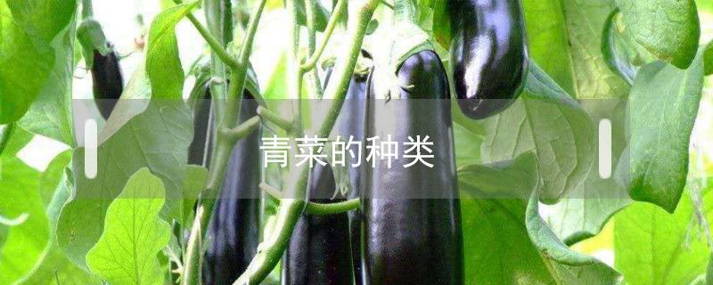 青菜的种类（青菜的种类图片）