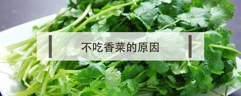 不吃香菜的原因 不喜欢吃香菜的原因