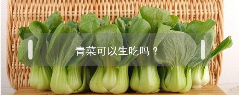 青菜可以生吃吗?（青菜可以生吃么）