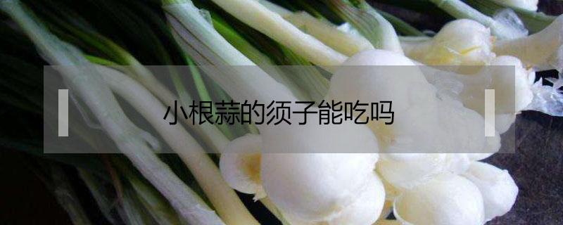 小根蒜的须子能吃吗（小根蒜的根须能吃吗?）