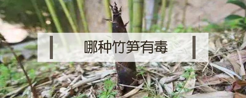 哪种竹笋有毒（什么竹笋有毒）