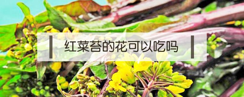 红菜苔的花可以吃吗（红菜苔的花可以吃吗?）