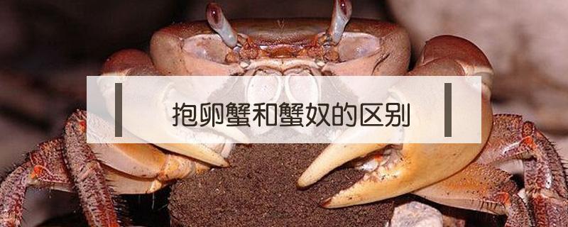 抱卵蟹和蟹奴的区别 螃蟹卵和蟹奴的区别