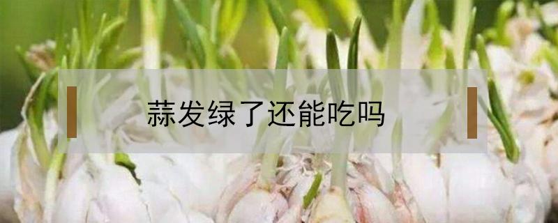 蒜发绿了还能吃吗 蒜发绿了还可以吃吗