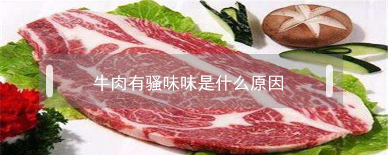 牛肉有骚味味是什么原因 牛肉是骚味还是膻味