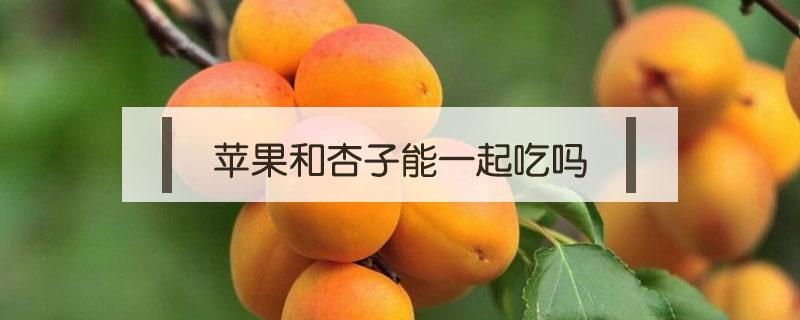 苹果和杏子能一起吃吗（苹果和杏子可以一起吃吗）